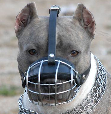 Dog Muzzles and Harnesses