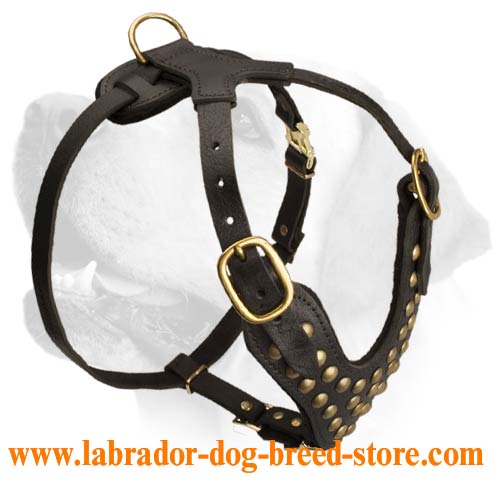 Dog Muzzle Types, Sizes, Uses, Prices - Buy Online Dog Muzzle