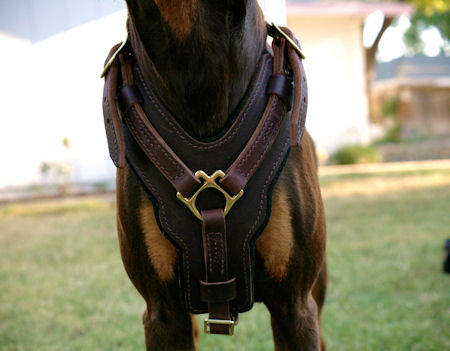 Dog Muzzle Types, Sizes, Uses, Prices - Buy Online Dog Muzzle