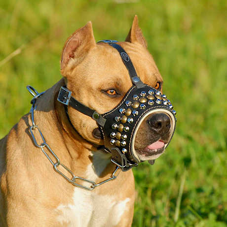 Dog Muzzle Types, Sizes, Uses, Prices - Buy Online Dog Muzzle