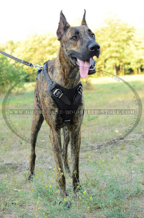 Dog Muzzle Types, Sizes, Uses, Prices - Buy Online Dog Muzzle