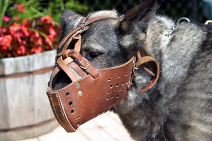 Dog Muzzle Types, Sizes, Uses, Prices - Buy Online Dog Muzzle