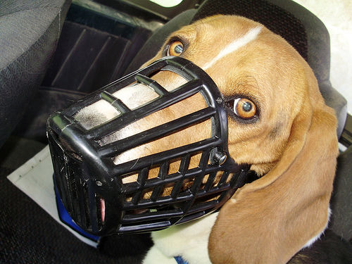 Dog Muzzle Types, Sizes, Uses, Prices - Buy Online Dog Muzzle