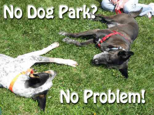 DOG FRIENDLY PARK