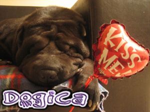 SEND DOGICA® TO FRIEND by E-MAIL!