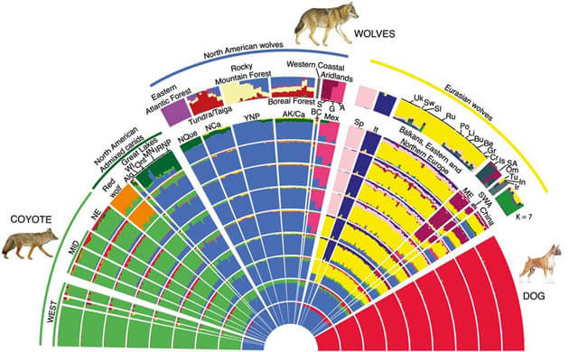 WOLF & DOG EVOLUTION