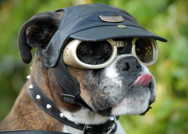 Doggles-Dog-Goggles-1.jpg