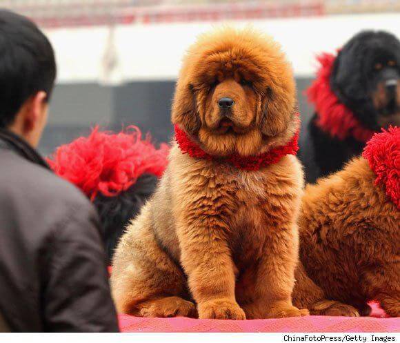 DOG and PUPPY haircut