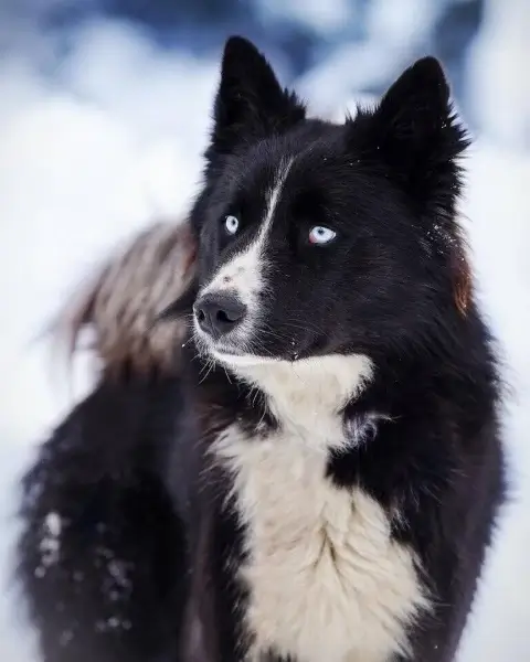 MODERN EXTINCT DOG BREEDS