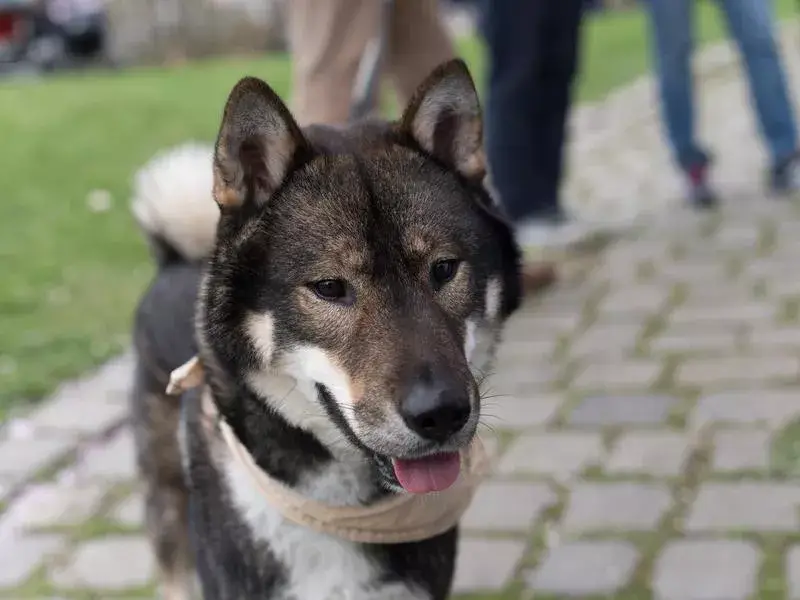 VELCRO DOG BREEDS
