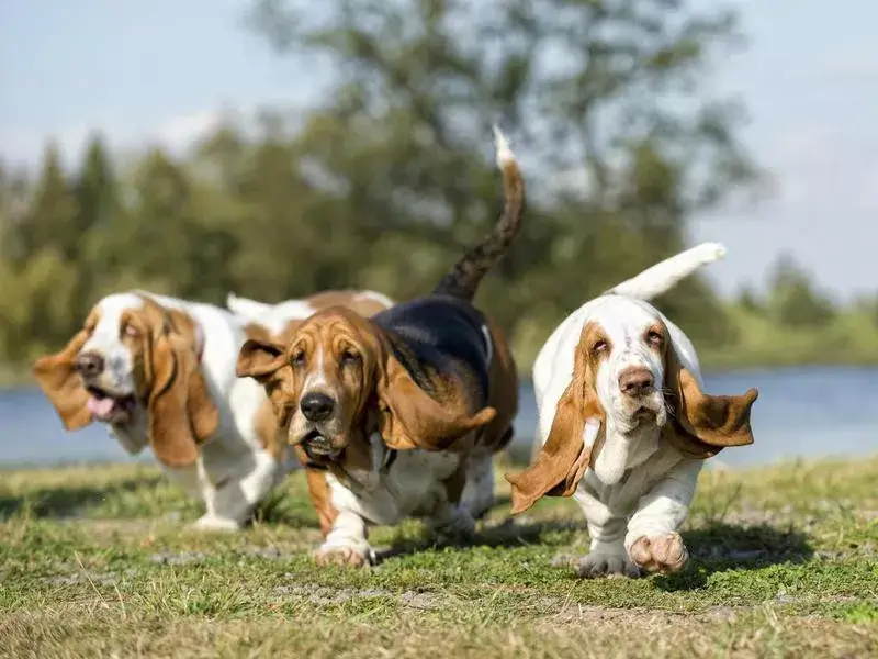 VELCRO DOG BREEDS