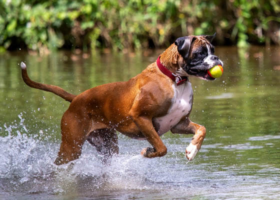 VELCRO DOG BREEDS