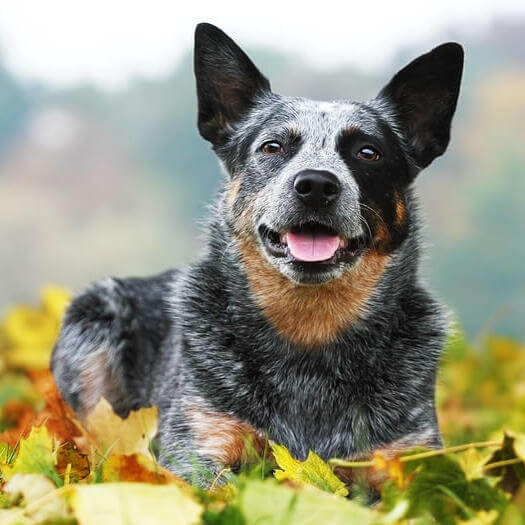 MOST AGGRESSIVE DOG BREEDS