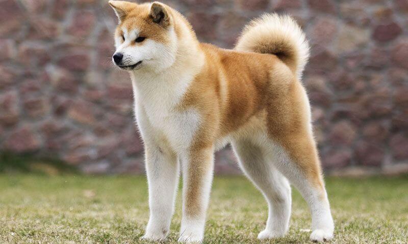 FIGHTING DOG BREEDS