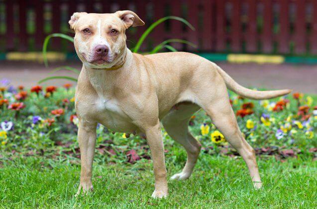 FIGHTING DOG BREEDS