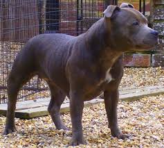 FIGHTING DOG BREEDS