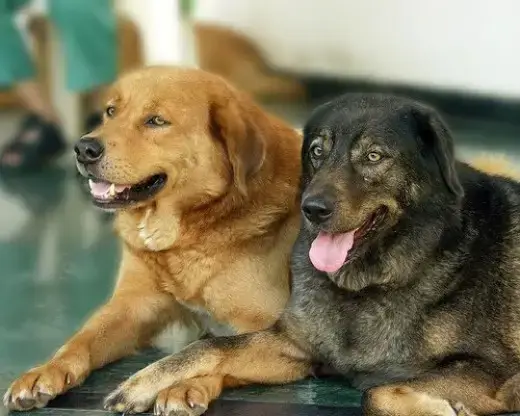 FIGHTING DOG BREEDS