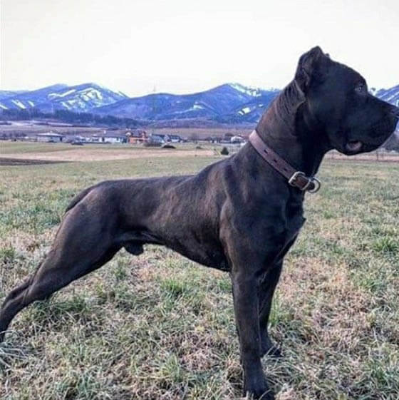 FIGHTING DOG BREEDS