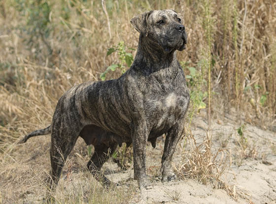 FIGHTING DOG BREEDS
