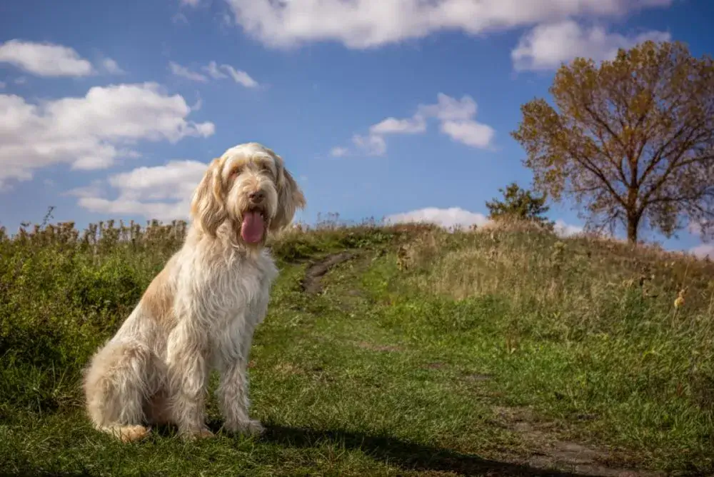 MOST EXPENSIVE DOG BREEDS