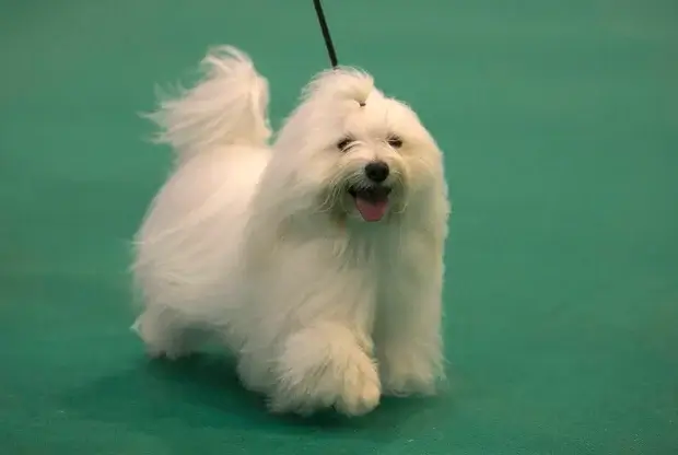 NEWEST DOG BREEDS