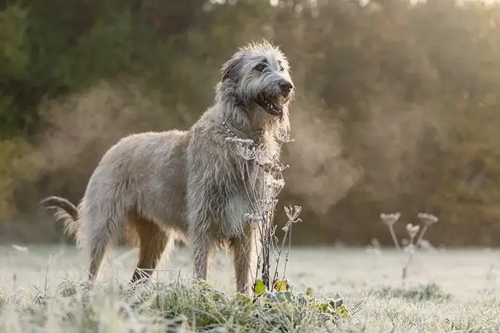 MOST EXPENSIVE DOG BREEDS