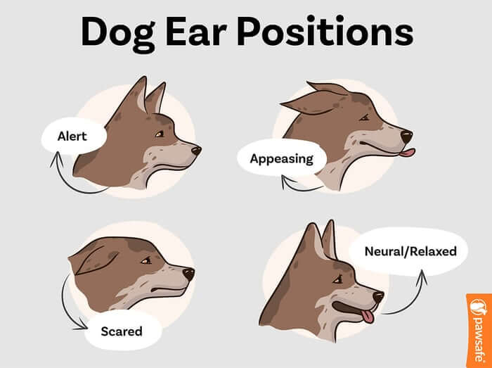 INTERPRET DOG EARS