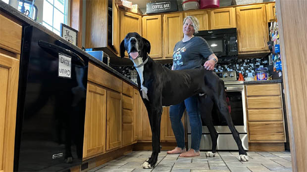 Dog Guinness Book Records and Awards