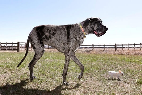 Dog Guinness Book Records and Awards