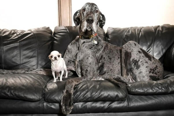 Dog Guinness Book Records and Awards