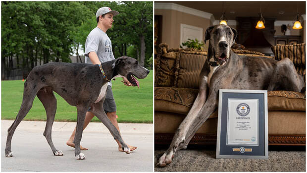 Dog Guinness Book Records and Awards