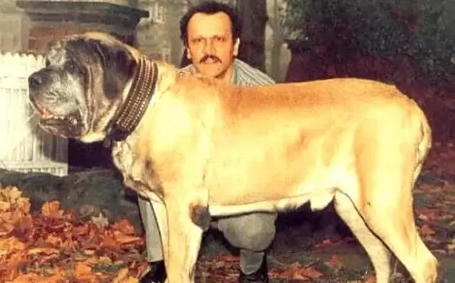 Dog Guinness Book Records and Awards