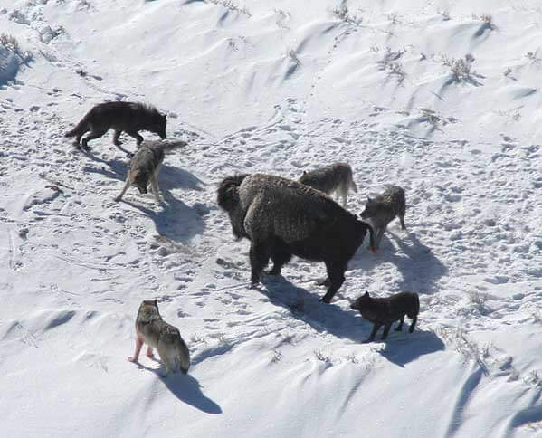 DIVERGENCE FROM WOLVES