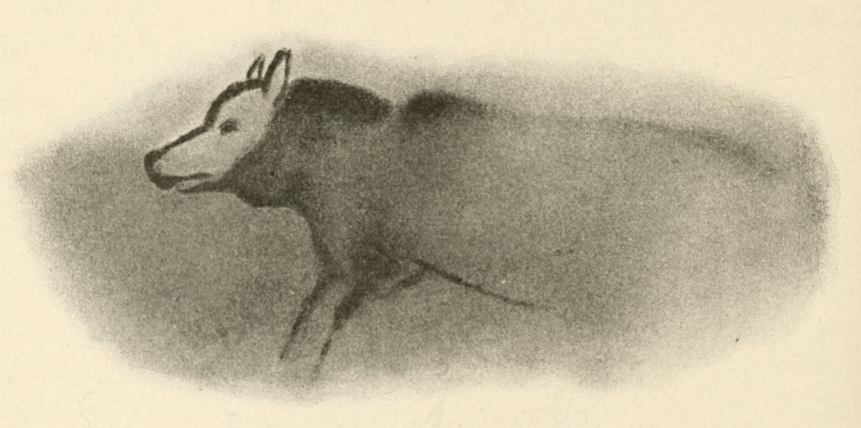 DIVERGENCE FROM WOLVES