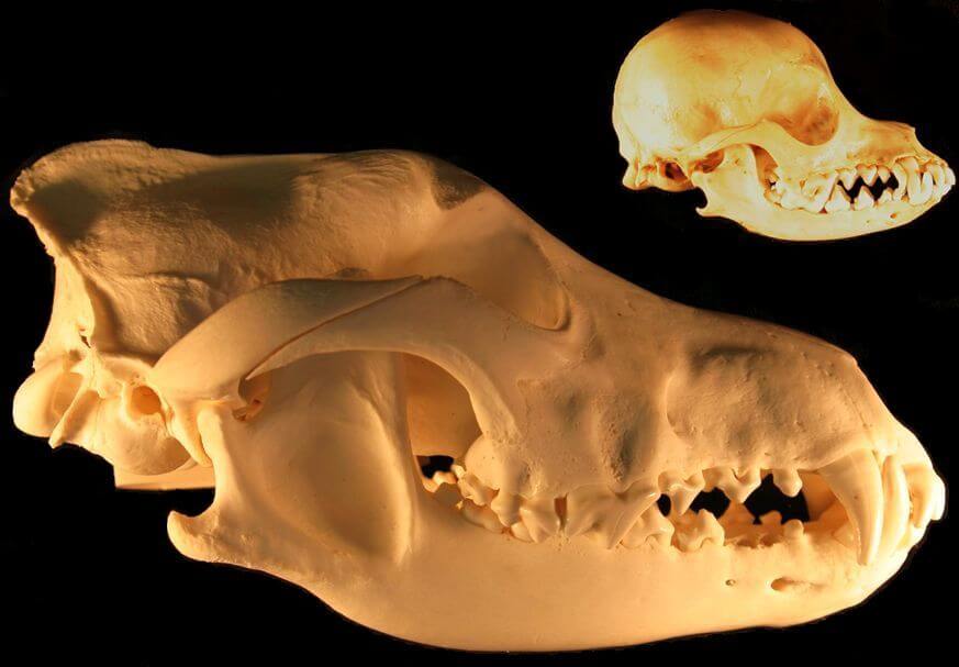 DIVERGENCE FROM WOLVES