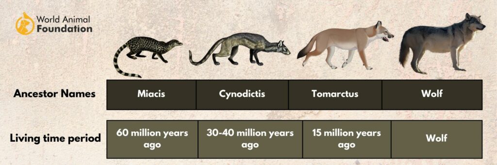 FIRST DOGS - DOG DOMESTICATION