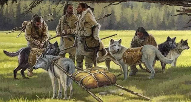 DIVERGENCE FROM WOLVES