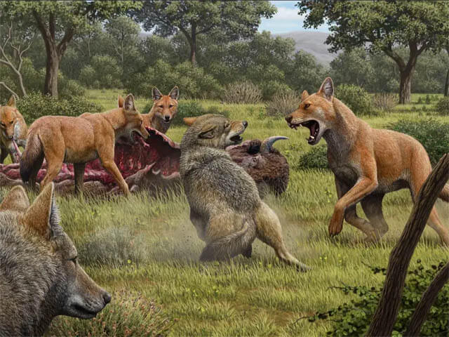 FIRST DOGS - DOG DOMESTICATION