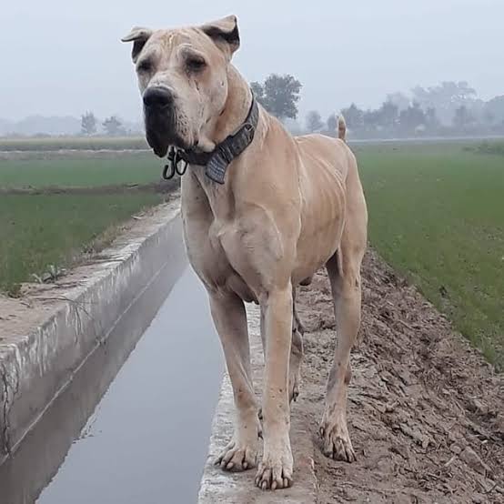 NATIONAL DOG BREEDS