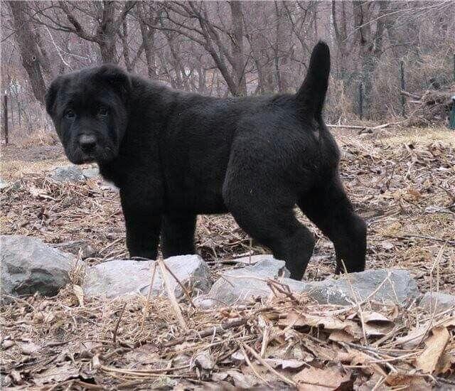 KANGAL PUPPY - THE STRONGEST DOG BREED
