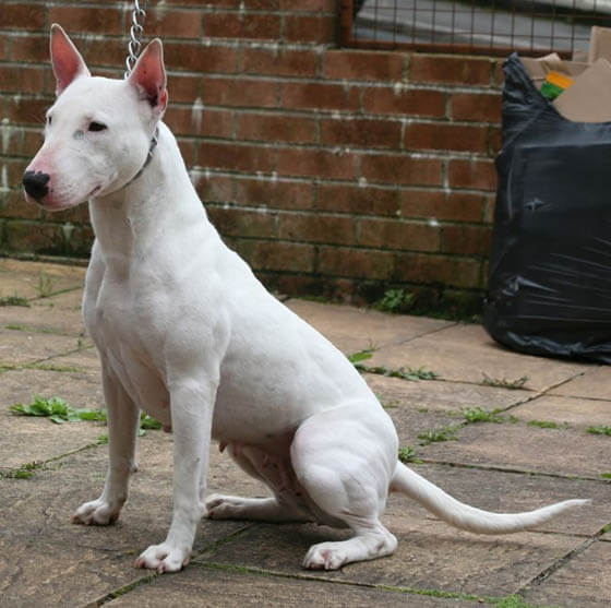 NATIONAL DOG BREEDS