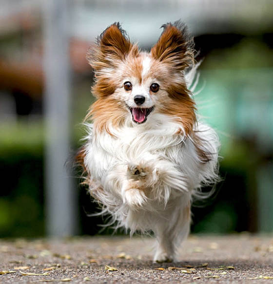 VELCRO DOG BREEDS