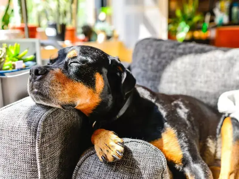 Strongest Dog Breeds