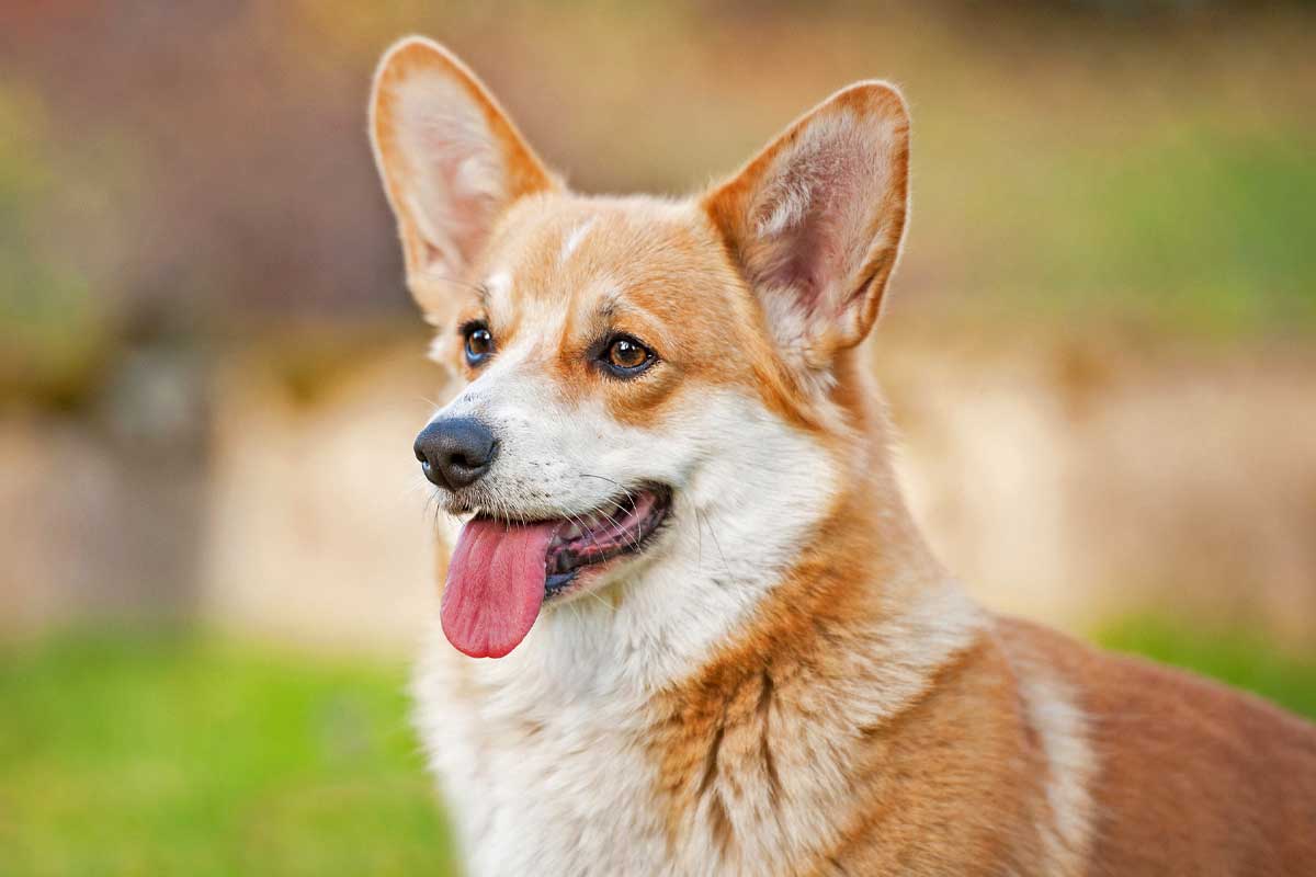 VELCRO DOG BREEDS