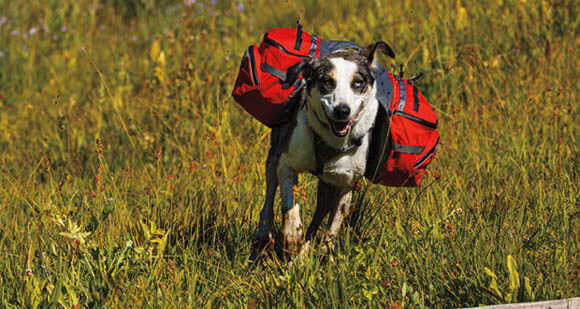 DOG & PUPPY BACKPACK SIZE, HOW TO CHOOSE CHOOSE BEST DOG BACKPACK, BAG