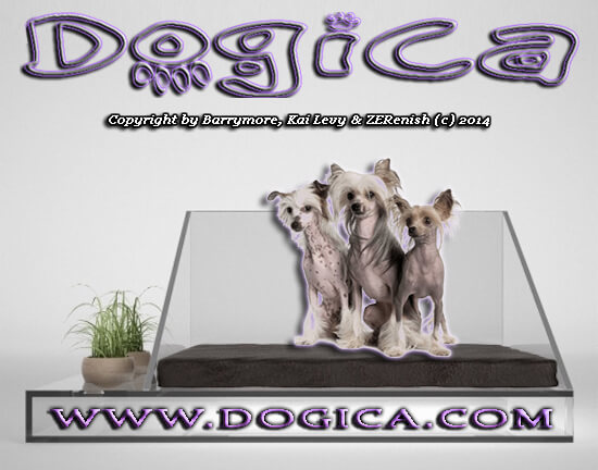 DOG & PUPPY BEDS and COUCHES, LUXURY, COMFORTABLE, DOG BLANKETS COVERS MATS PADS, DOG FURNITURE, CLEARANCE WALLMART, BEDS FOR SMALL and LARGE DOGS