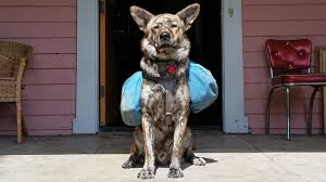 DOG & PUPPY BACKPACK HOMEMADE DIY GUIDE - PHOTOS, VIDEOS, INFOGRAPHICS - Instructions