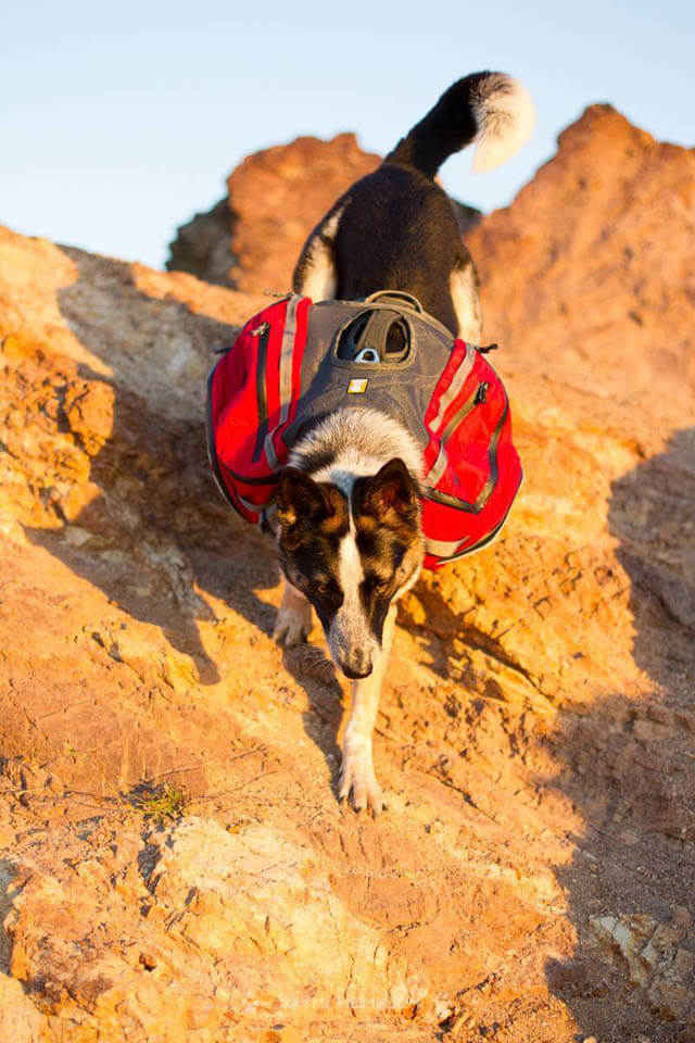DOG & PUPPY BACKPACK WEAR GUIDE - TEACHING GUIDE & INSTRUCTIONS