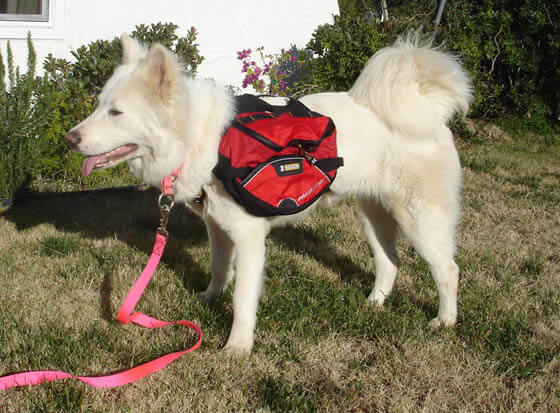 HOW TO MAINTAIN DOG BACKPACK