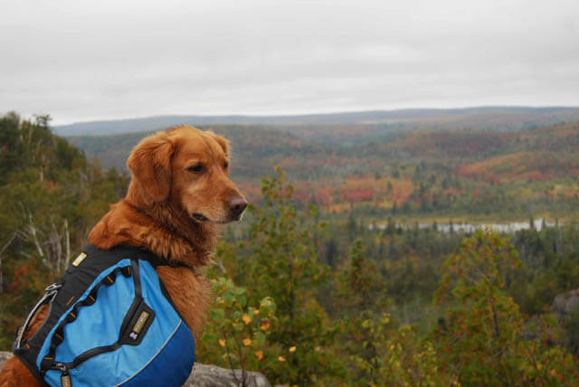 DOG & PUPPY BACKPACK CATEGORIES, REVIEWS & COMPARISON